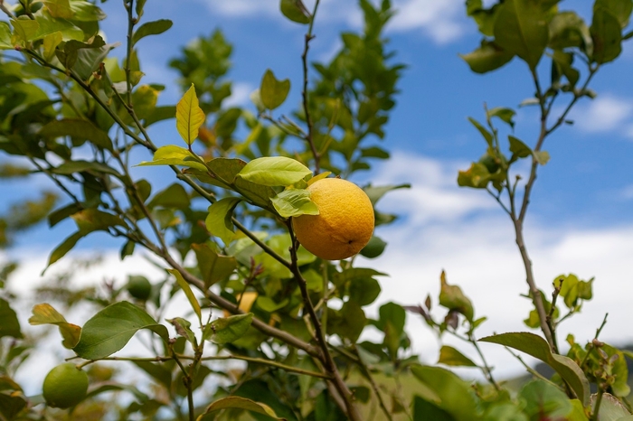 'Meyer' Lemon - Citrus limon from 93 Nursery