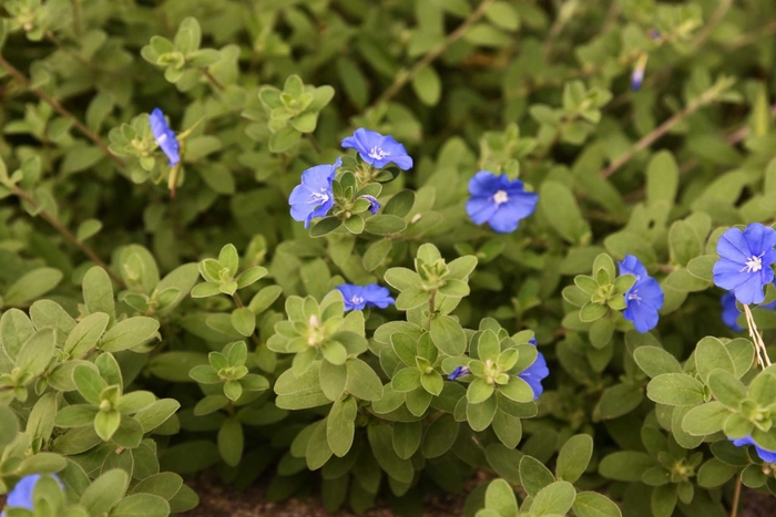 'Hawaiian Blue Eyes' Dwarf Morning Glory - Evolvulus glomeratus from 93 Nursery