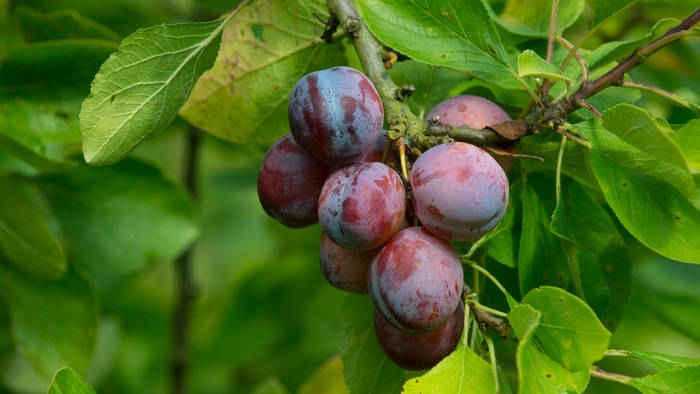 'Autumn Rosa' Plum - Prunus salicina from 93 Nursery