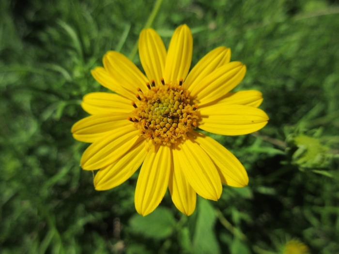 Skeleton-leaf Goldeneye - Viguiera stenoloba from 93 Nursery