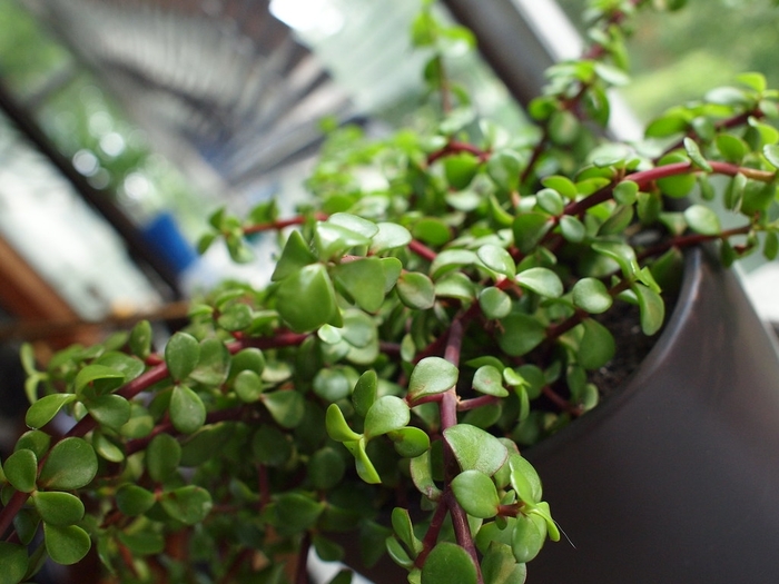 Red Stem - Portulacaria afra from 93 Nursery