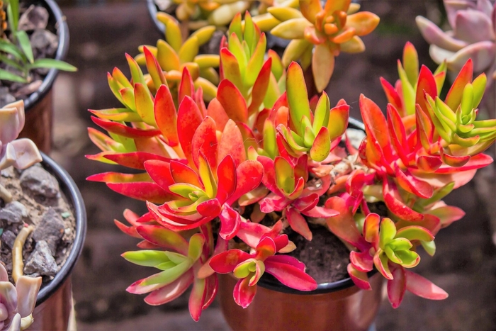 Campfire Plant - Crassula capitella from 93 Nursery