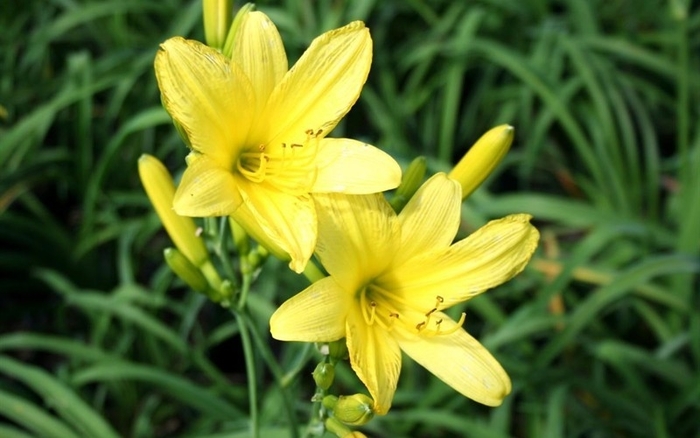 'Yangtze' Daylily - Hemerocallis from 93 Nursery