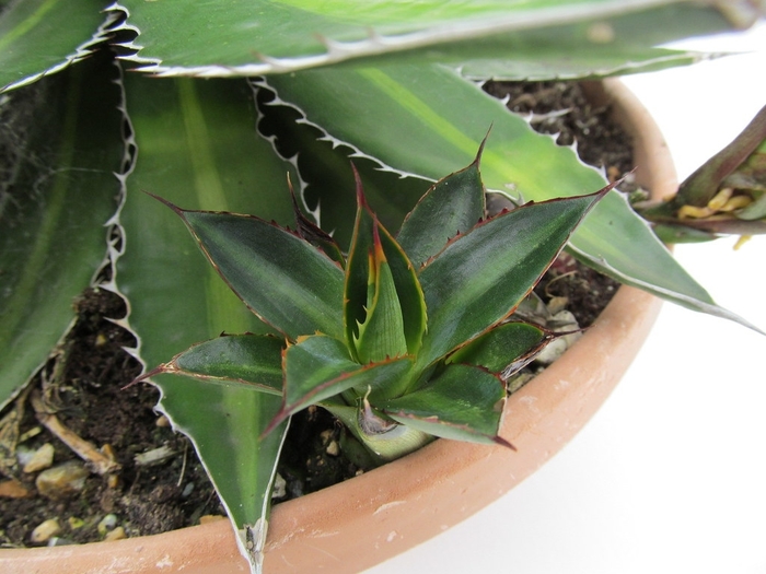 'Splendida' Center Stripe Agave - Agave lophantha from 93 Nursery