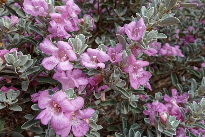 'Silver Star' Texas Sage - Leucophyllum frutescens from 93 Nursery