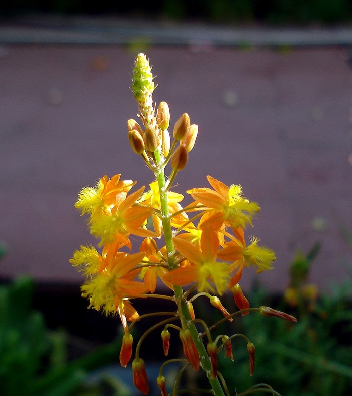 'Orange' Orange Stalked Bulbine - Bulbine frutescens from 93 Nursery