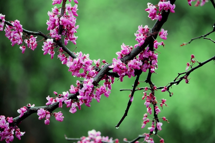 Rise & Shine™ Redbud - Cercis canadensis from 93 Nursery