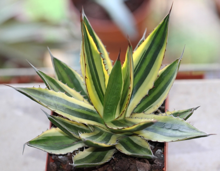 Quadricolor Agave - Agave univittata from 93 Nursery