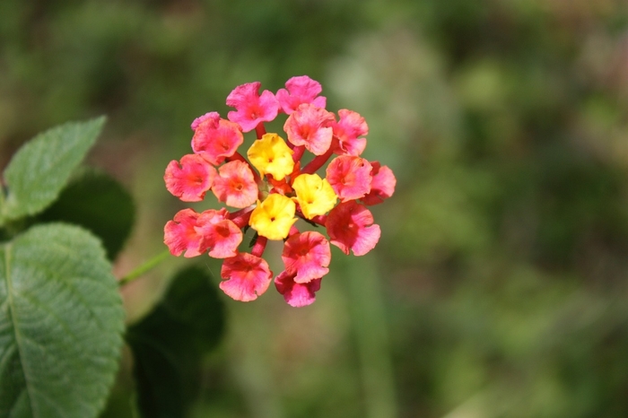 'Irene' - Lantana camara from 93 Nursery