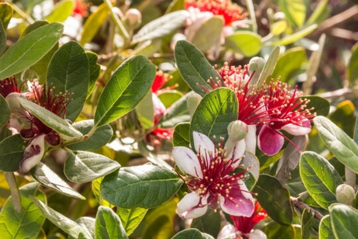 Pineapple Guava - Acca sellowiana from 93 Nursery