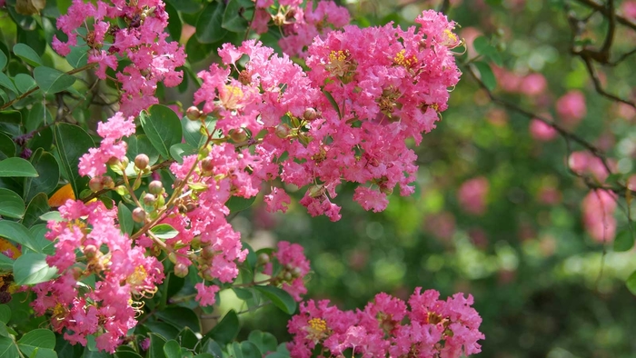 GreatMyrtle™ 'Cotton Candy' - Lagerstroemia indica (Crapemyrtle) from 93 Nursery