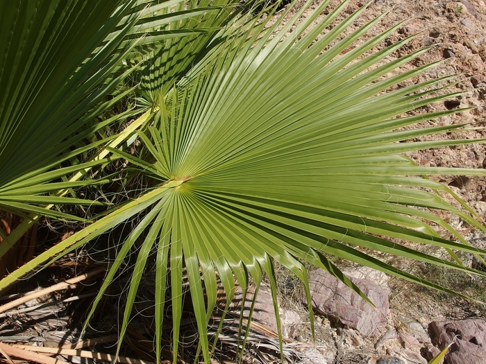 Mexican Fan Palm - Washingtonia robusta from 93 Nursery