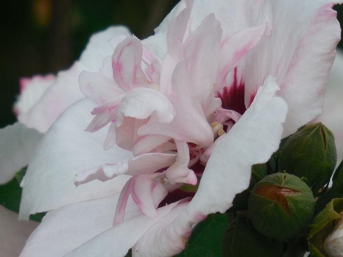 'Morning Star' Rose of Sharon - Hibiscus syriacus from 93 Nursery