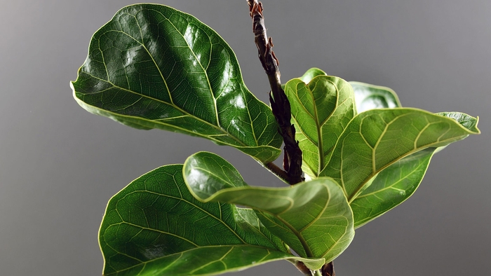 Fiddle Leaf Fig - Ficus lyrata from 93 Nursery