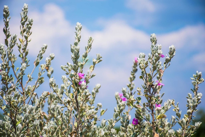 'Heavenly Cloud' Texas Sage - Leucophyllum frutescens from 93 Nursery