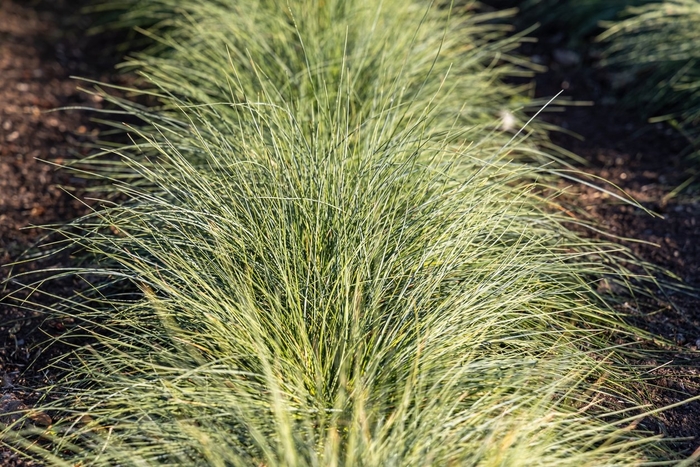 Berkeley Sedge - Carex tumulicola from 93 Nursery