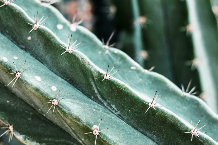 Bolivian Torch Cactus - Echinopsis langenformis from 93 Nursery