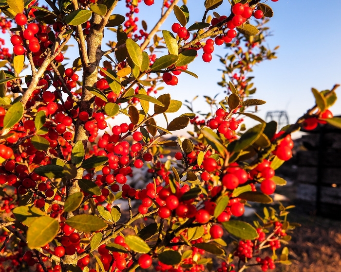 'Pride of Houston' Yaupon Holly - Ilex vomitoria from 93 Nursery