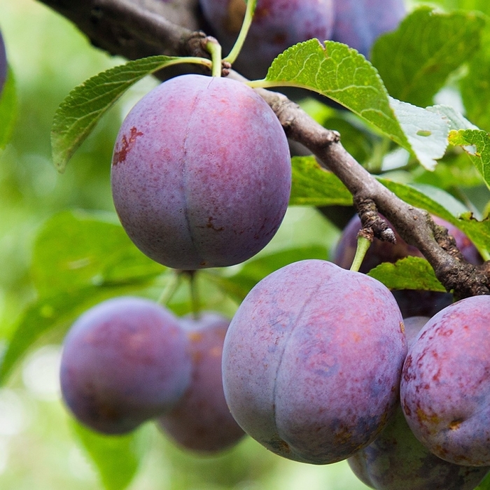 'Burbank' Plum - Prunus salicina from 93 Nursery