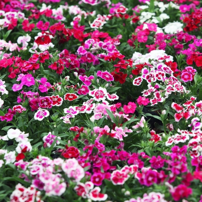 Dianthus - Dianthus Caryophyllus from 93 Nursery