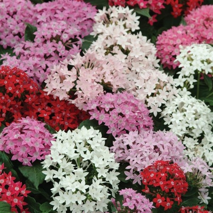 Assorted Pentas - Pentas from 93 Nursery