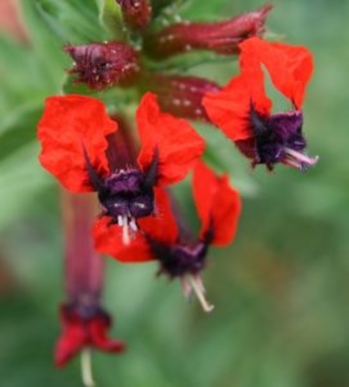 Batfaced Cuphea - Cuphea from 93 Nursery