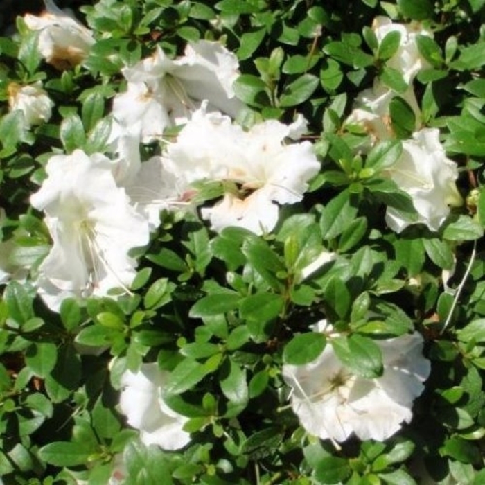 'Gumpo White' Azalea - Rhododendron Satsuki hybrid from 93 Nursery