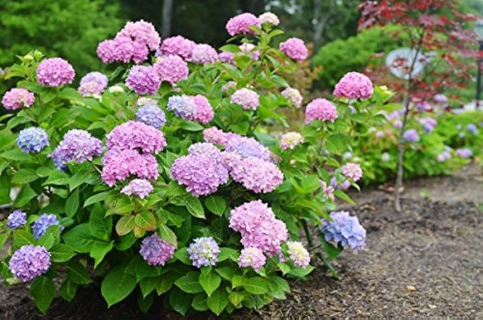 Endless Summer® 'Bella Anna®' - Hydrangea arborescens (Smooth Hydrangea) from 93 Nursery