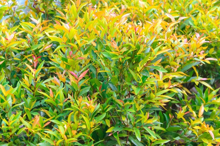 Eugenia (Spiral) - Syzygium paniculatum from 93 Nursery