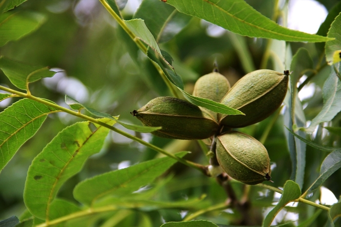 'Desirable' Desirable Pecan - Carya illinoinensis from 93 Nursery