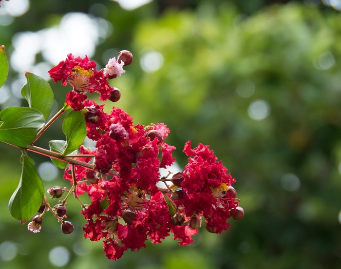 'Victor' Crapemyrtle - Lagerstroemia indica from 93 Nursery