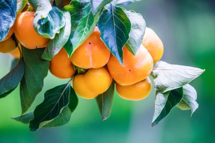 'Fuyugaki' Japanese Persimmon - Diospyros kaki from 93 Nursery