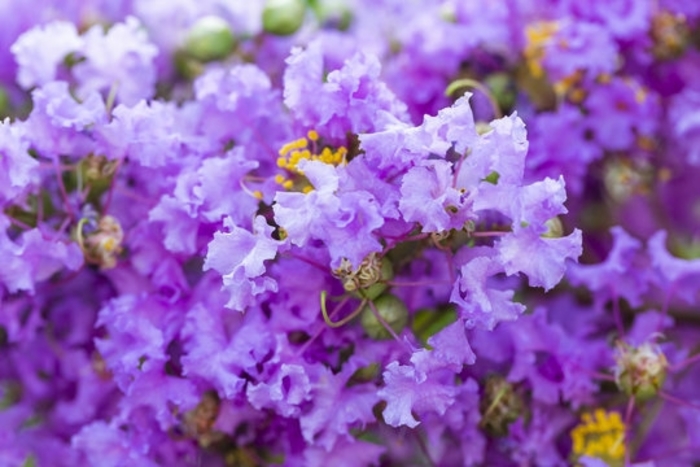 'Autauga Purple' Crape Myrtle - Lagerstroemia indica from 93 Nursery