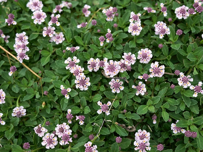 Frogfruit - Phyla nodiflora from 93 Nursery