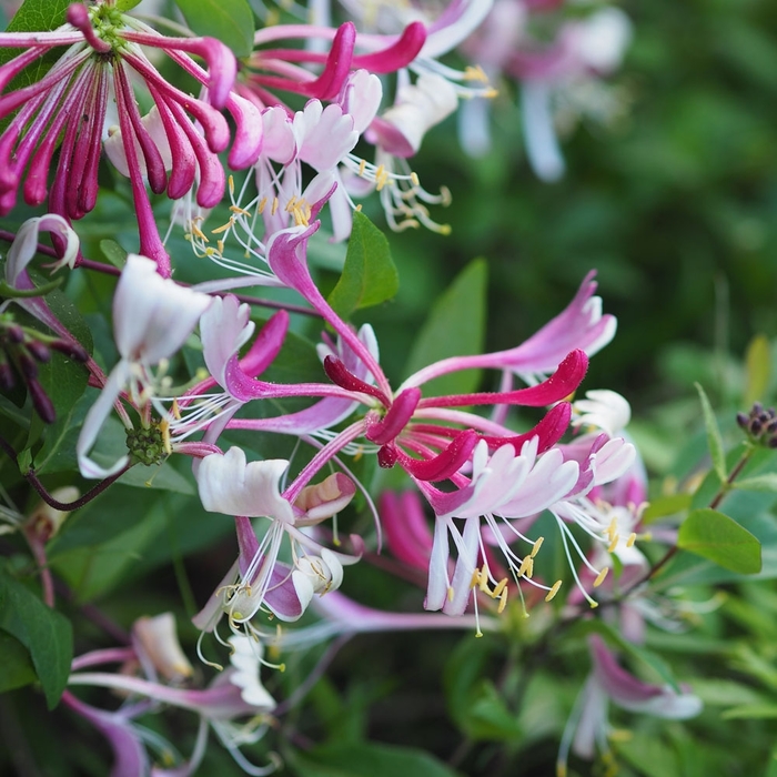 'Purpurea' Purple Leaf Honeysuckle - Lonicera japonica from 93 Nursery