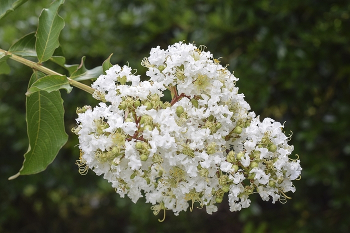 'Sarah's Favorite' Crape Myrtle - Lagerstroemia indica from 93 Nursery