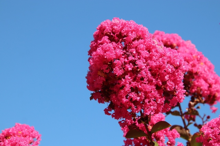 'Tuskegee' Crape Myrtle - Lagerstroemia from 93 Nursery