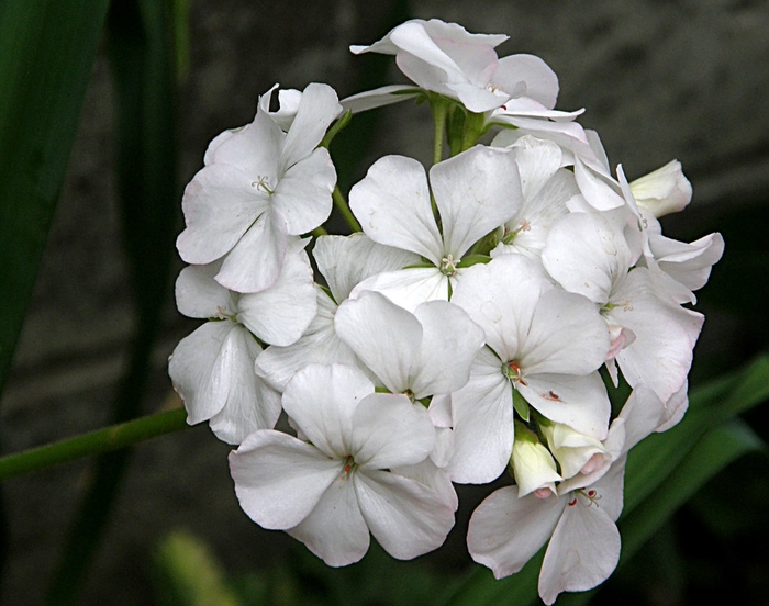 White Geranium - Pelargonium from 93 Nursery