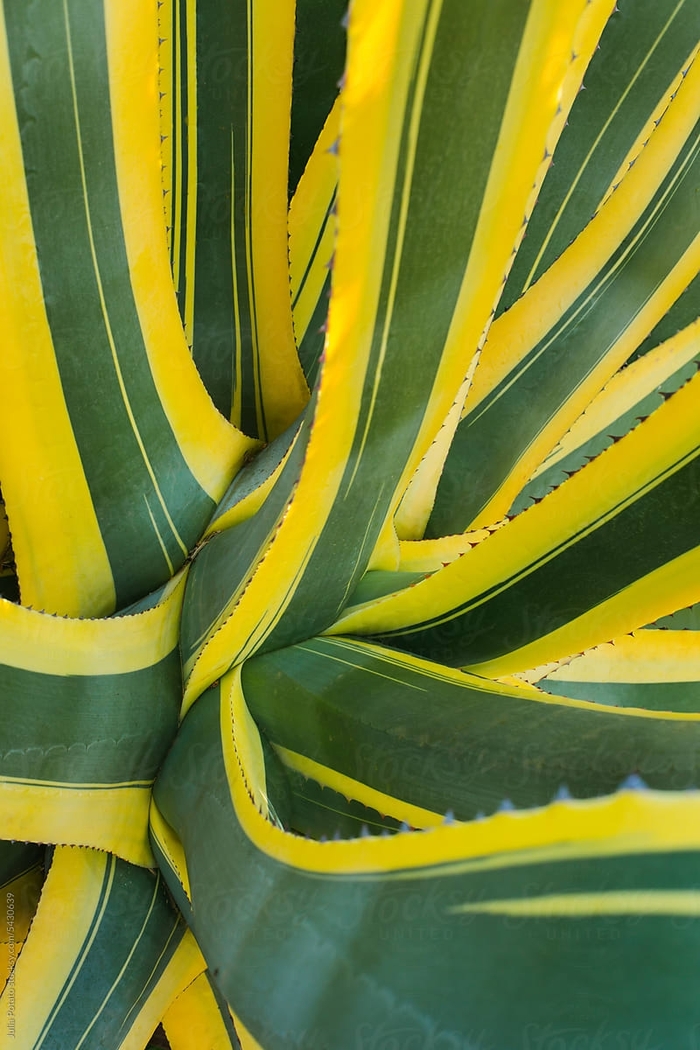 'Opal' Century Plant - Agave americana from 93 Nursery