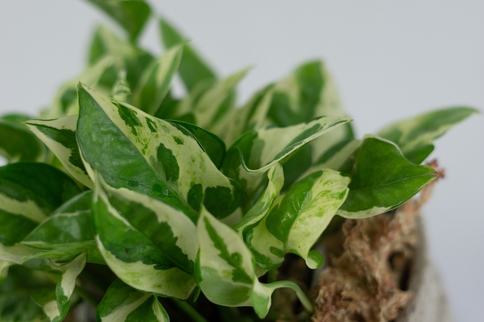 'Pearls and Jade' Pothos - Epipremnum aureum from 93 Nursery