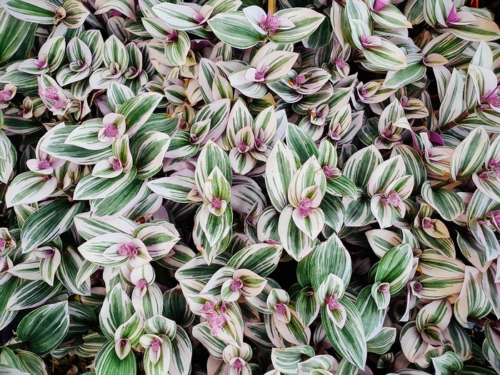 Zebra Rainbow (Inch Plant) - Tradescantia zebrinus from 93 Nursery