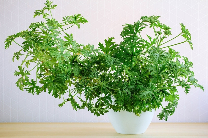 Citronella Geranium - Pelargonium citrosum from 93 Nursery