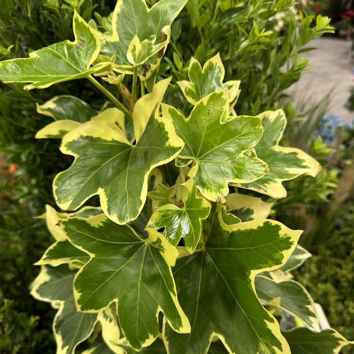 'Angyo Star' Ivy Trellis - x Fatshedera lizei from 93 Nursery