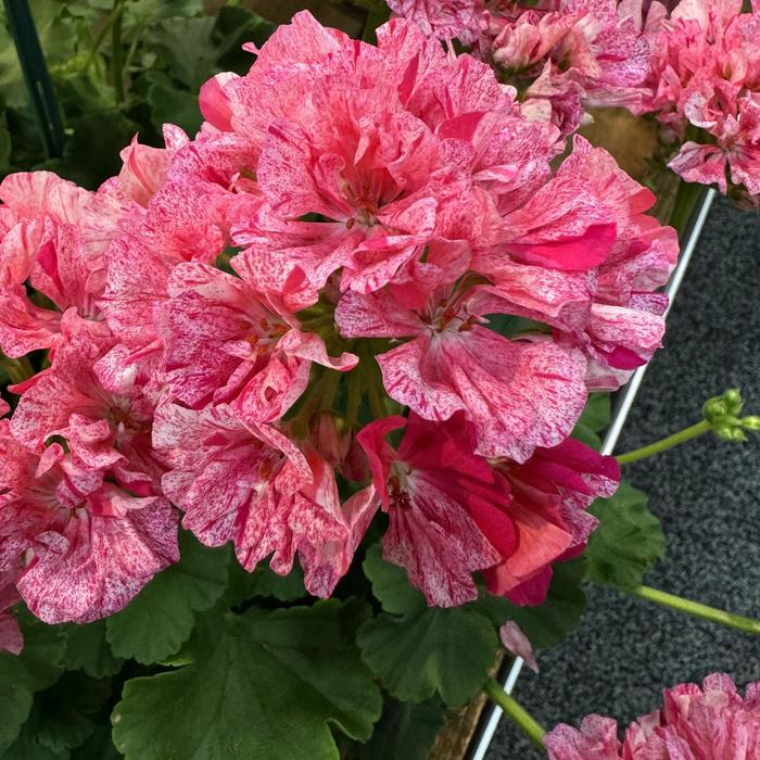 'Big Eeze Pink Batik' Geranium - Pelargonium interspecific from 93 Nursery