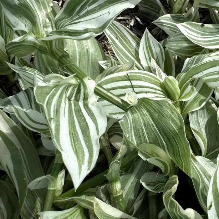 'Pistachio White' Inch Plant - Tradescantia from 93 Nursery