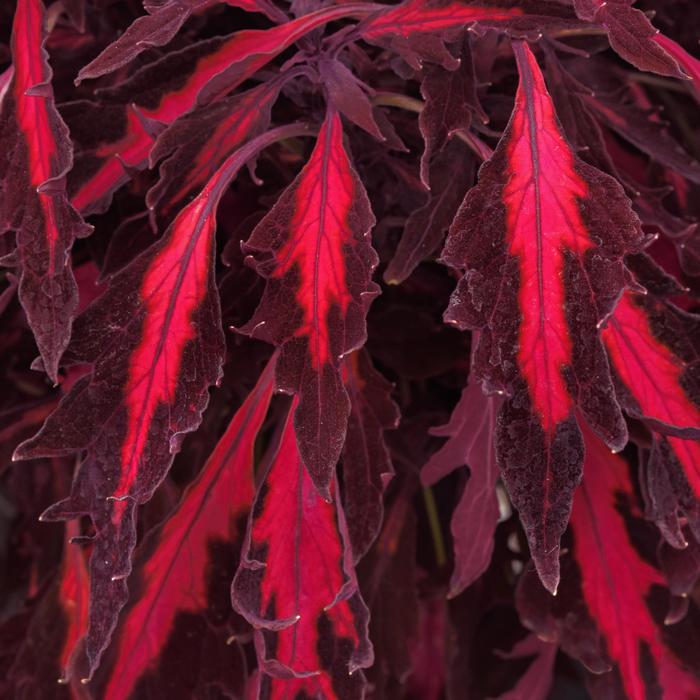 FlameThrower™ 'Adobo Pink' - Coleus from 93 Nursery