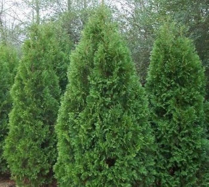 'Blue Cone' Arborvitae - Thuja orientalis from 93 Nursery