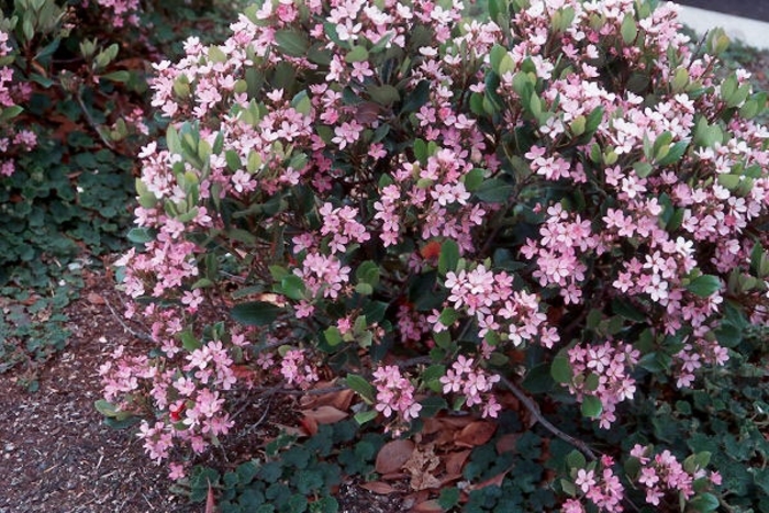 'Pinkie' Indian Hawthorne - Rhaphiolepis indica from 93 Nursery