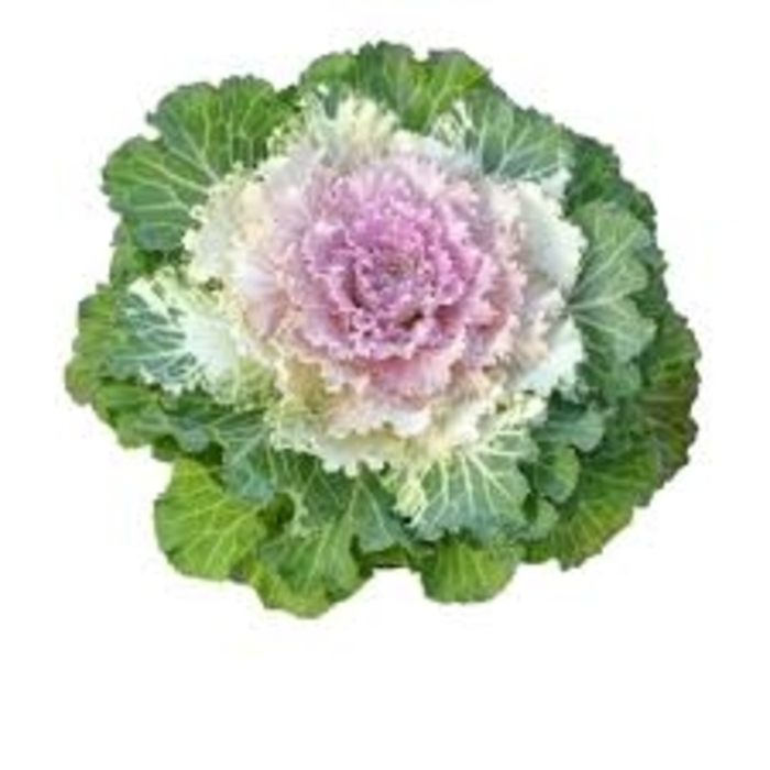 'Osaka IQ Pink Bicolor' Flowering Cabbage - Brassica oleracea from 93 Nursery