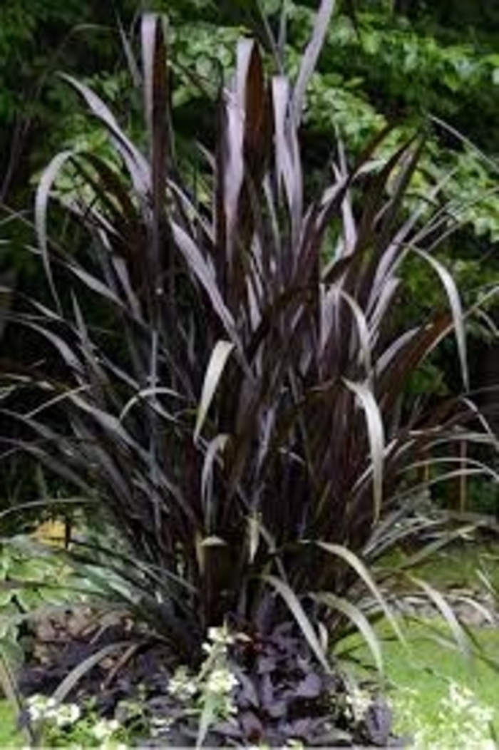 'First Knight' Ornamental Grass - Pennisetum from 93 Nursery